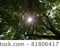 Sunbeams spilling through the gaps between the trees 81806417