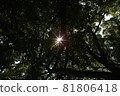 Sunbeams spilling through the gaps between the trees 81806418