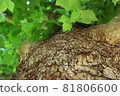 The trunk of a large tree watching over the fresh green 81806600