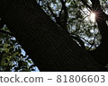 Light and shadow played by backlight 81806603