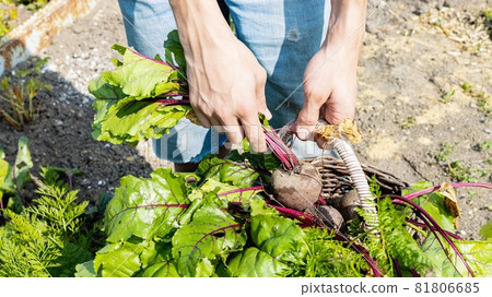 A man harvests beets in a basket from his garden. Gardening concept. Growing fresh, healthy organic vegetables. Summer sunny day background A man harvests beets in a basket from his garden. Gardening concept. Growing fresh, healthy organic vegetables. Summer sunny day background 81806685