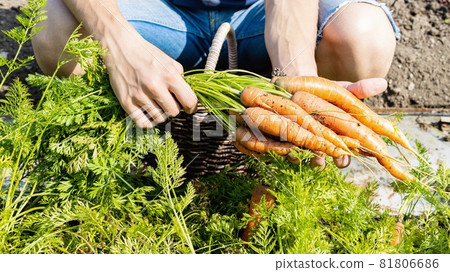 A man harvests carrots in a basket from his garden. Gardening concept. Growing fresh, healthy organic vegetables. Summer sunny day background 81806686