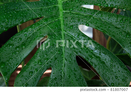 Germany, Berlin, Leaf, Green Color, Vegetable Germany, Berlin, Leaf, Green Color, Vegetable 81807007