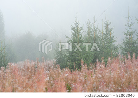 autumn forest glade in the morning fog autumn forest glade in the morning fog 81808046