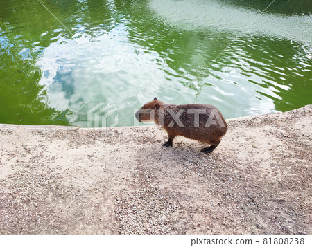 Capybara hydrochoerus hydrochaeris walking on pond coast Capybara hydrochoerus hydrochaeris walking on pond coast 81808238