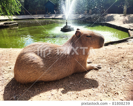 Capybara hydrochoerus hydrochaeris have rest on pond coast Capybara hydrochoerus hydrochaeris have rest on pond coast 81808239