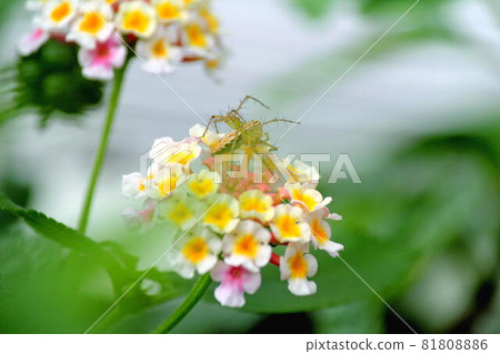 馬纓丹花上的 Oxyopes serta 81808886