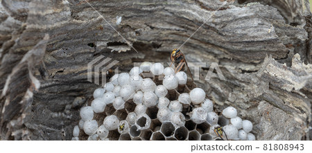 Closeup view of wasps inside the nest 81808943