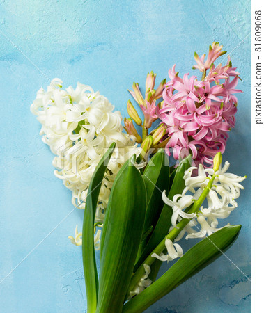 White and pink hyacinth floral on blue concrete background, spring flowers background. Top view flat lay background. White and pink hyacinth floral on blue concrete background, spring flowers background. Top view flat lay background. 81809068