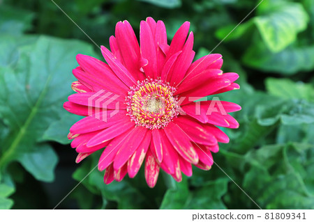 Closeup view a of pink gerbera daisy flower 81809341