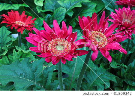 Closeup view of pink gerbera daisy flowers Closeup view of pink gerbera daisy flowers 81809342