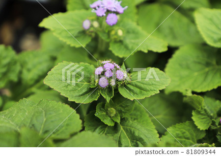 Closeup of the pink flowers on a ageratum plant 81809344