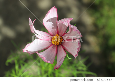 Closeup of a pink cosmos flower with dark edges Closeup of a pink cosmos flower with dark edges 81809352