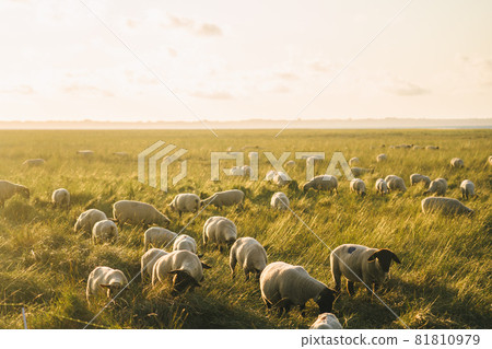 Agriculture, farming and livestock in north France Bretagne region. Flock of sheep graze in field on shores atlantic ocean in french of brittany at sunset. Meat, dairy farming, agro-industrial sector 81810979