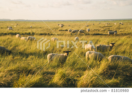Sheep pasture in a field near the Atlantic Ocean in the Brittany region of France. Animal husbandry theme, farming in northern Europe in France Bretagne. A lot sheep on the beautiful green meadow 81810980