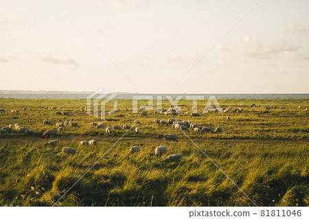 Livestock farming industry north of France, Brittany region. Sheep pasture in field on shores of Atlantic Ocean in French region of Bretagne. Agriculture of France. Sheep graze in meadow near sea 81811046