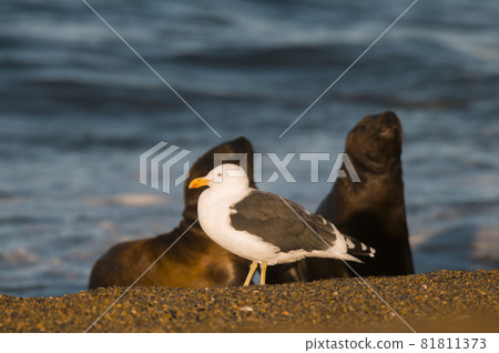 Baby sea lion , Patagonia Argentina 81811373