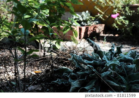 散步尋秋 秋園 81811599