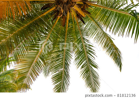 Bottom up view Green tropical palm leaf Tropical fresh coconut palm leaves frame isolated on white background Summer holiday background concept Bottom up view Green tropical palm leaf Tropical fresh coconut palm leaves frame isolated on white background Summer holiday background concept 81812136