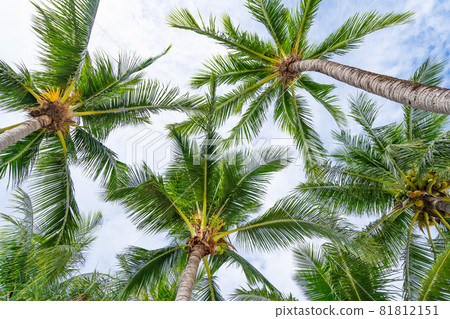 Bottom view to tropical palm trees leaf and sky Natural exotic photo frame Leaves on the branches of coconut palm trees against the blue sky in sunny summer day Bottom view to tropical palm trees leaf and sky Natural exotic photo frame Leaves on the branches of coconut palm trees against the blue sky in sunny summer day 81812151