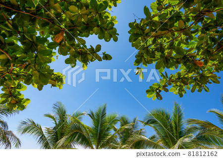 Bottom view to tropical palm trees leaf and sky Natural exotic photo frame Leaves on the branches of coconut palm trees against the blue sky in sunny summer day Bottom view to tropical palm trees leaf and sky Natural exotic photo frame Leaves on the branches of coconut palm trees against the blue sky in sunny summer day 81812162