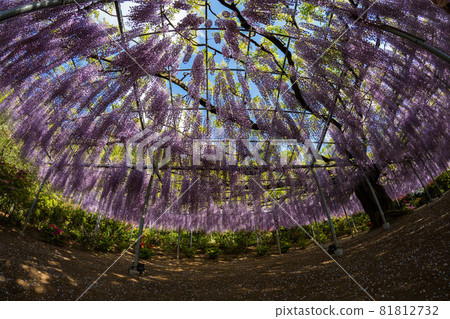 Ashikaga Flower Park Wisteria flowers in full bloom Fisheye bird's-eye view Ashikaga Flower Park Wisteria flowers in full bloom Fisheye bird's-eye view 81812732