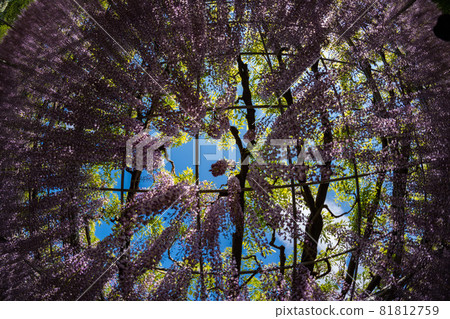 Ashikaga Flower Park Wisteria flowers in full bloom Fisheye bird's-eye view Ashikaga Flower Park Wisteria flowers in full bloom Fisheye bird's-eye view 81812759
