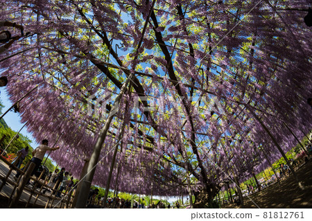 Ashikaga Flower Park Wisteria flowers in full bloom Fisheye bird's-eye view Ashikaga Flower Park Wisteria flowers in full bloom Fisheye bird's-eye view 81812761