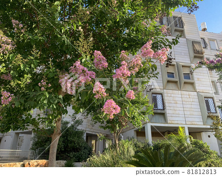 Lilac (Latin Lagerstroemia indica) flowering in the city on the background of houses Lilac (Latin Lagerstroemia indica) flowering in the city on the background of houses 81812813