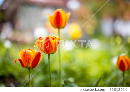 beautiful red tulips grow on a flower bed beautiful red tulips grow on a flower bed 81812924