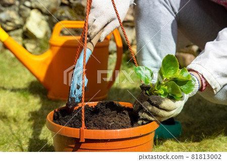 close-up of a gardener's hand in household gloves planting a flower in a pot close-up of a gardener's hand in household gloves planting a flower in a pot 81813002