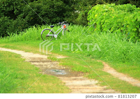 Bicycle steady cycling 81813207