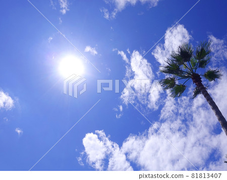 Summer image palm tropical seaside etc. Summer image palm tropical seaside etc. 81813407