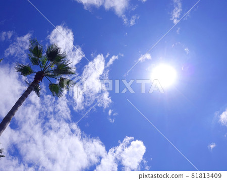 Summer image palm tropical seaside etc. 81813409