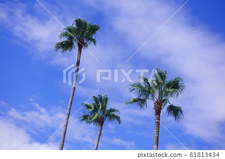 Summer image palm tropical seaside etc. Summer image palm tropical seaside etc. 81813434
