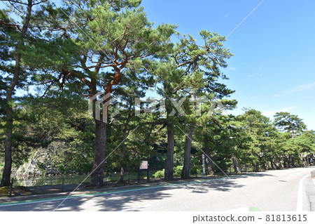 Hikone Castle Iroha Matsu 81813615