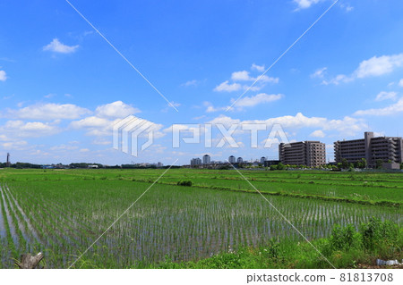 埼玉縣埼玉市水沼區農村和高層公寓 81813708