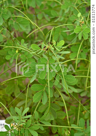 Plant: Sicklepod, Leguminosae Plant: Sicklepod, Leguminosae 81813774