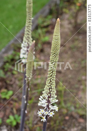 Plant: Drimia maritima, Liliaceae Plant: Drimia maritima, Liliaceae 81813775