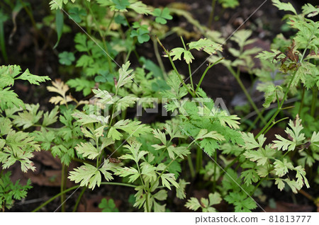 Plants: Sengyu Seri Plants: Sengyu Seri 81813777