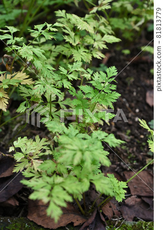 Plants: Sengyu Seri 81813779