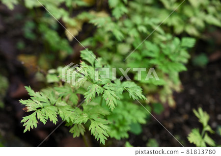 植物:Sengyu Seri 植物:Sengyu Seri 81813780
