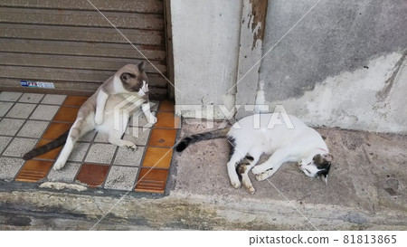 Cat in Okinawa 81813865