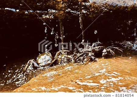 Large mitten crab walking up the clear stream Large mitten crab walking up the clear stream 81814054