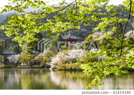 View of Daikakuji Temple (Kyoto) Osawaike area in spring View of Daikakuji Temple (Kyoto) Osawaike area in spring 81814380
