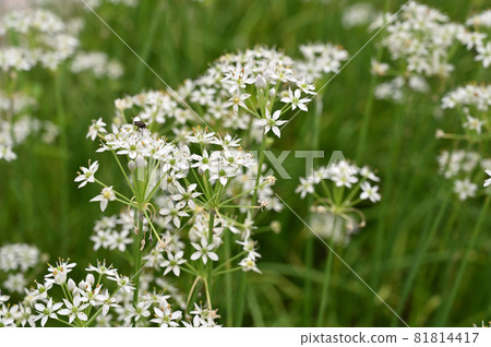植物:大蒜韭菜石蒜科 植物:大蒜韭菜石蒜科 81814417