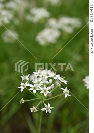 植物:大蒜韭菜石蒜科 植物:大蒜韭菜石蒜科 81814418