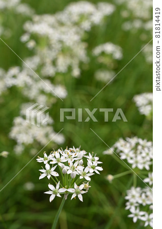 植物：大蒜韭菜石蒜科 81814419