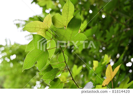 樹:Huumansakushi 樹:Huumansakushi 81814420