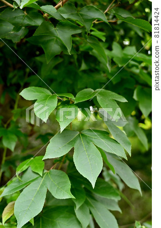 Tree: Huumansakushi 81814424